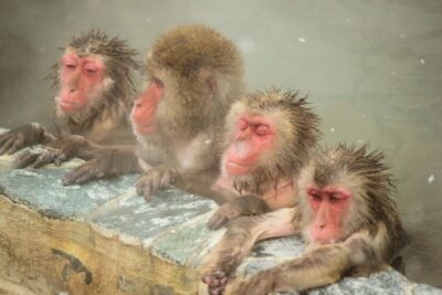 4匹の猿が温泉に入っている写真