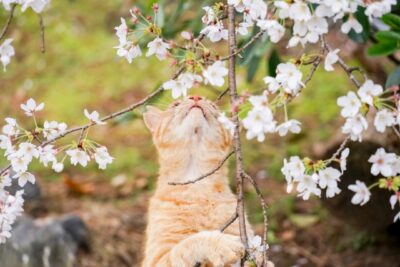 桜の枝に興味を持つ猫